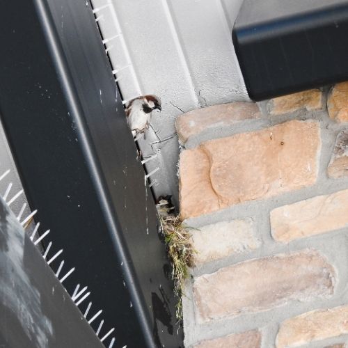 Pigeon Removal Melbourne | Bird Control Melbourne Solution