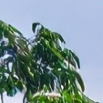 Shanoor Homes Profile Picture