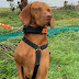 Master High Drive Dog Training Cork