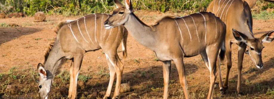 Mwendo Luxury Tours Cover Image