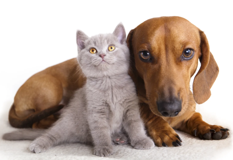 Choose the Best Pet Delivery Service with AIRBORNE ANIMALS
