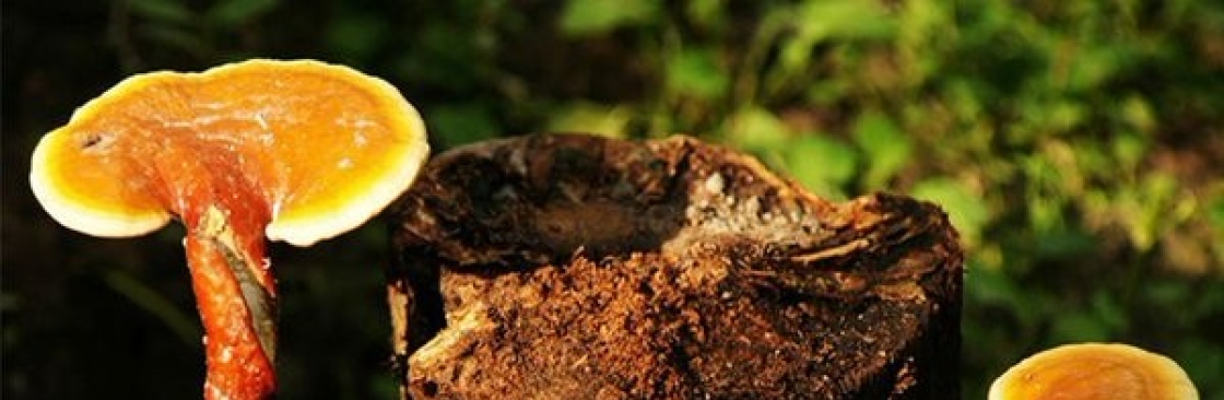 Fujian Herbal Treasure Bioengineering Co Ltd Cover Image