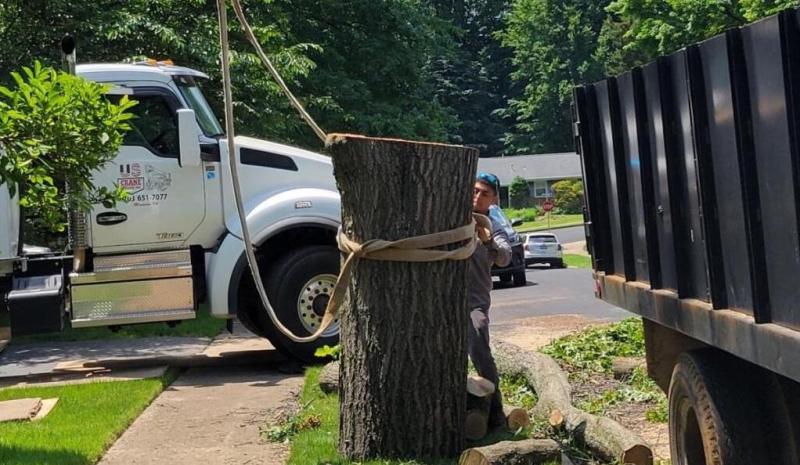 Professional Tree Removal in VA: Crucial Elements You Need to Know