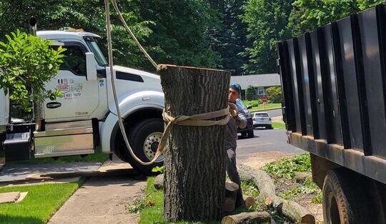 Tree Service Is Important For Garden Scapes - Crivva