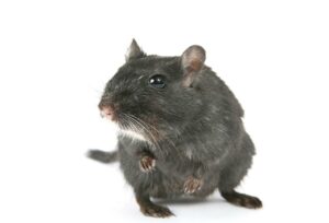 Rat Removal Eastern Suburbs Melbourne, Mice, Rodent Control