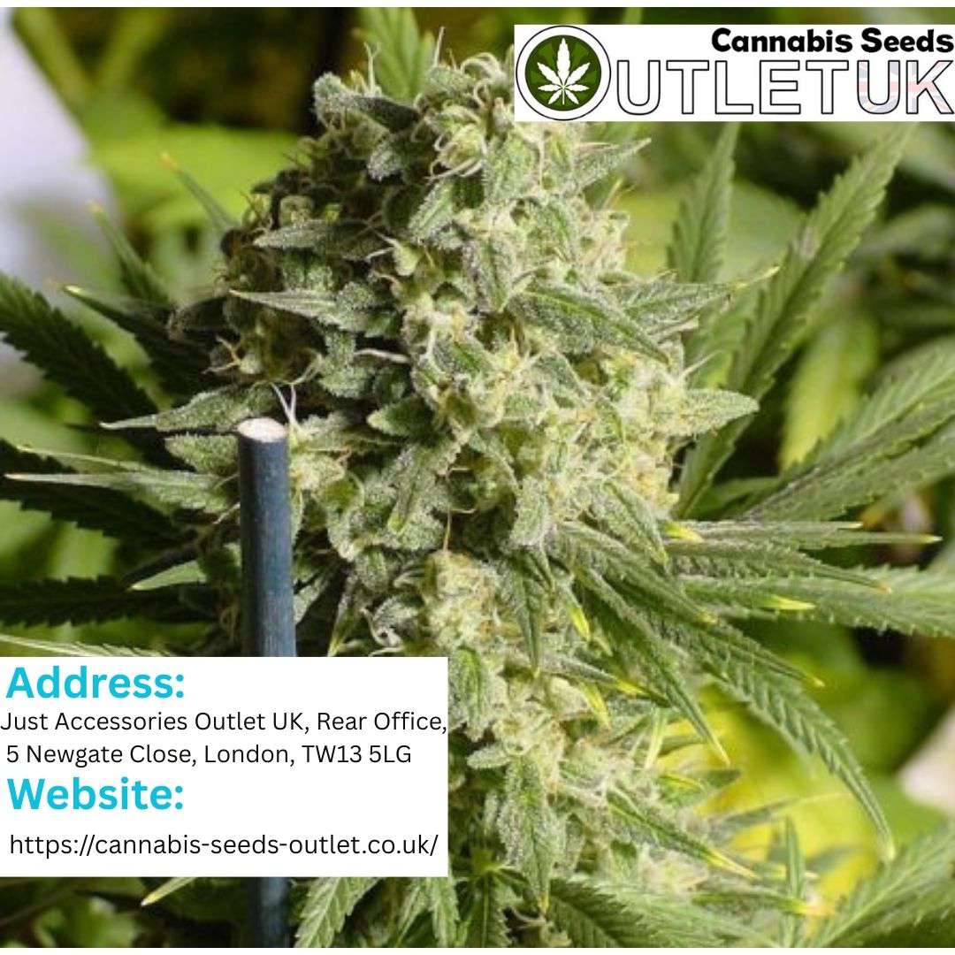 Double Dutch Regular by Serious Seeds – A Classic ..