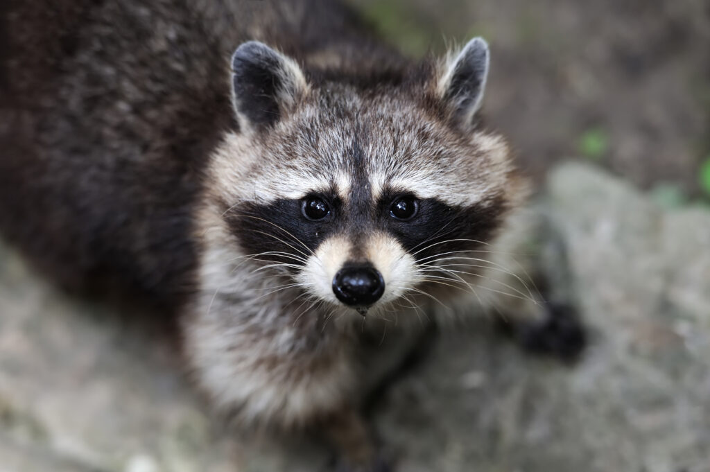 Why Raccoons Have a Mask | Elite Wildlife Services | Houston