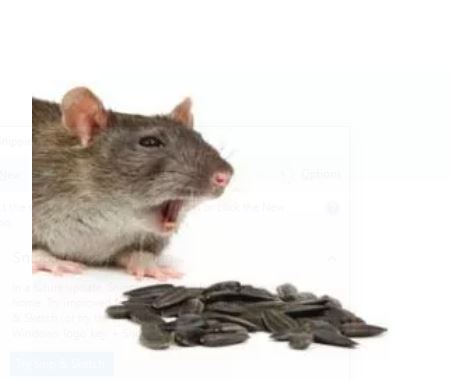 Rat Removal Malvern, Mice, Rodent Control Malvern