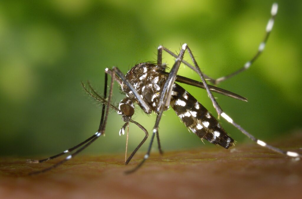 Mosquito Control - City Icon Pest Control And Cleaning