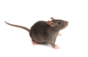 Rat Removal Hastings, Mice, Rodent Control Hastings