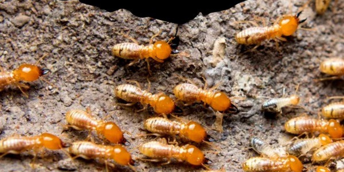 Complete Termite Protection—Before and After Construction with Verminex.