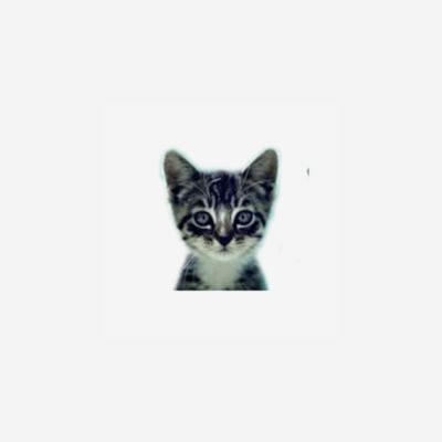 We Love Cats and Kittens Profile Picture