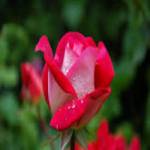 esha3456 Profile Picture