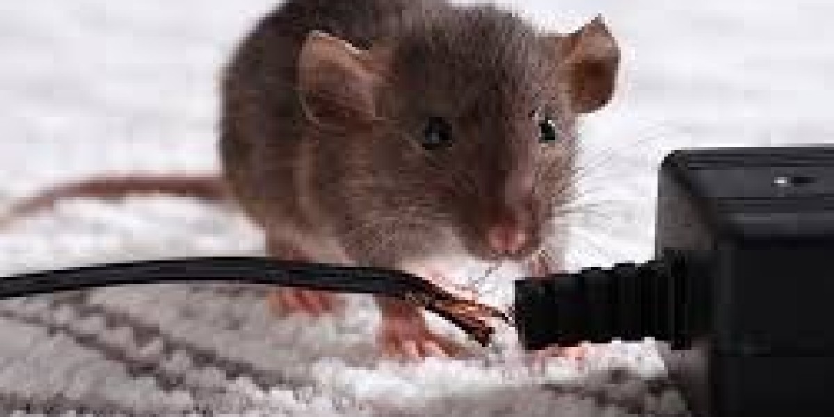 The Pest Professionals California: Reliable Pest Control for Homes and Businesses