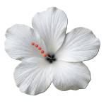 Happari USA Profile Picture