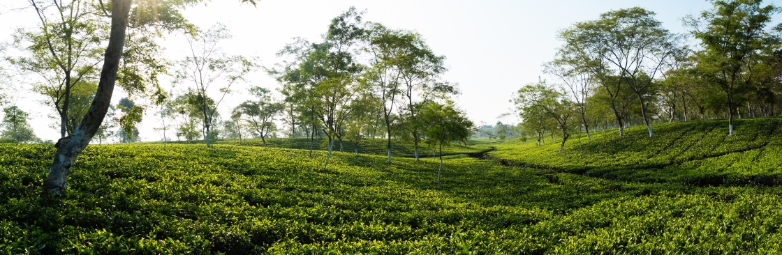 Octavius Tea Resorts Cover Image