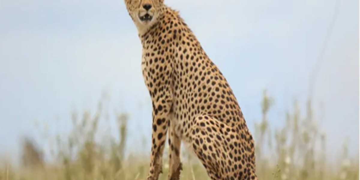 African Safari Tours From Australia: Your Journey to Africa Starts Here