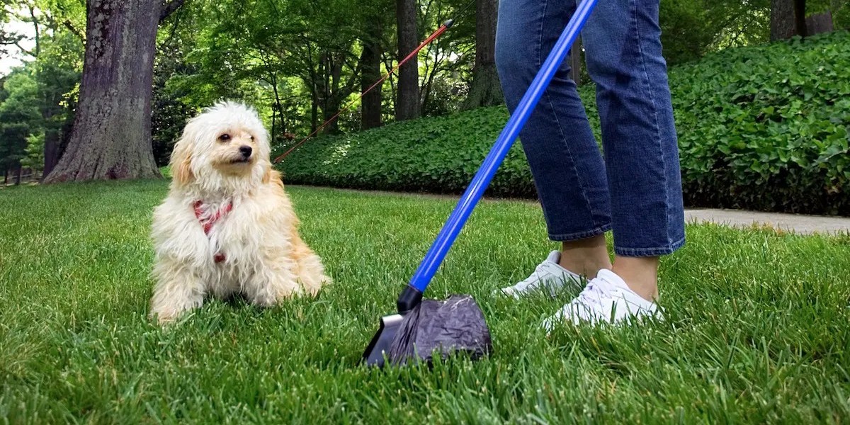 Why are Professional Dog Poop Cleanup Services in Phoenix Essential for Urban Homeowners?